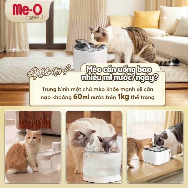 Menueditor Item 4252b3057ba7455e8acb8e8ca0f75613 1751464596314838795